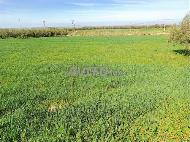 Terrains titrés dans les environs de Settat, pour l'agriculture et l'investissement