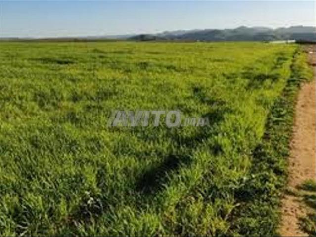 Terrains titrés El Jadida pour habitation et investissement