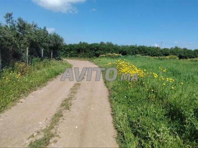 Terrains titrés et fermes à vendre – Sidi Rahal
