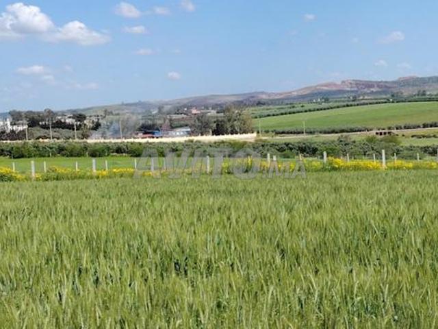 Terrains titrés – Tnine Chtouka