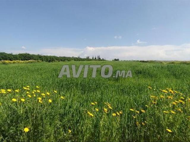 Terrains, Villas & Fermes Titrés – Tnine Chtouka