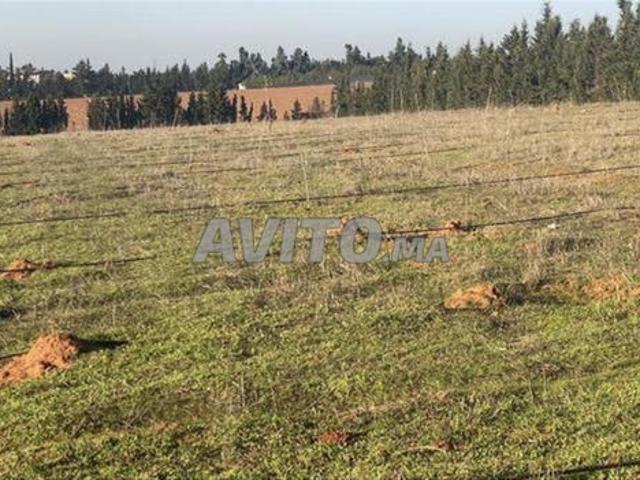 Terrains agricoles enregistrés dans la région d'Azemmour pour l'investissement et l'habitation