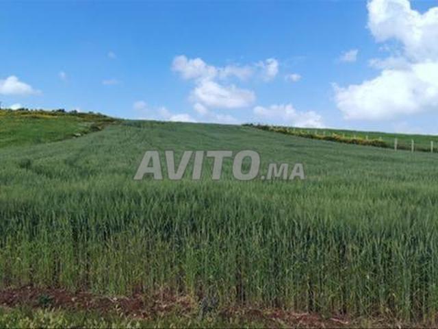 Terrains agricoles enregistrés – Sidi Rahal