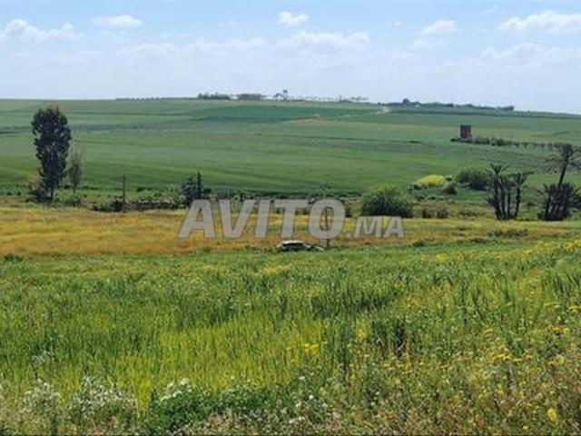 Terrains agricoles et fonciers titrés en périphérie d'Azemmour