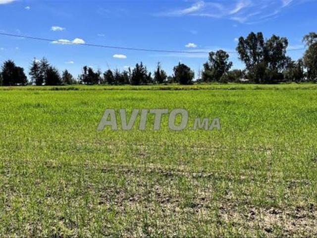 Terrains agricoles et villas construites titrés dans les environs d'Azemmour