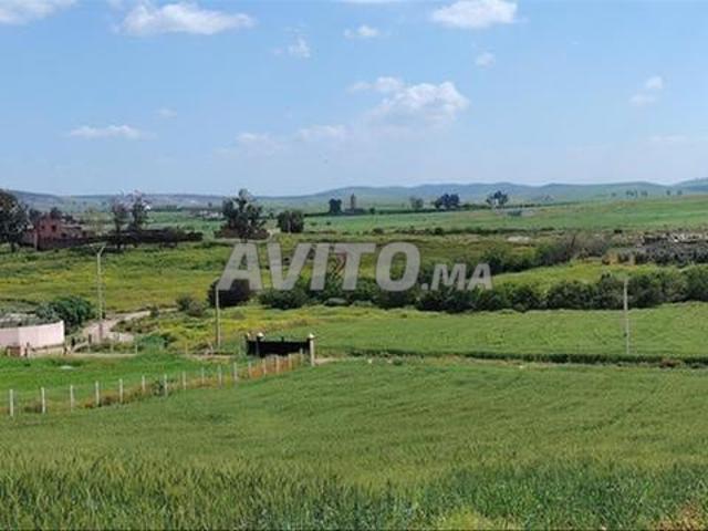 Terrains agricoles et villas enregistrés à vendre dans les environs d'Azemmour