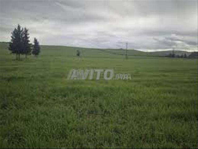 Terrains agricoles titrés dans les environs d'Azemmour