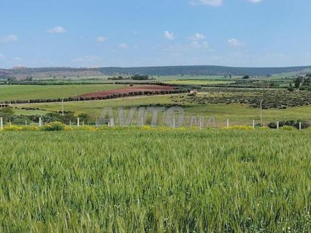 Terrains agricoles titrés dans les environs d'Azemmour