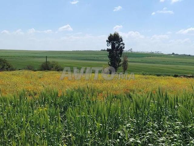 Terrains Bir Jdid pour résidence, agriculture ou investissement