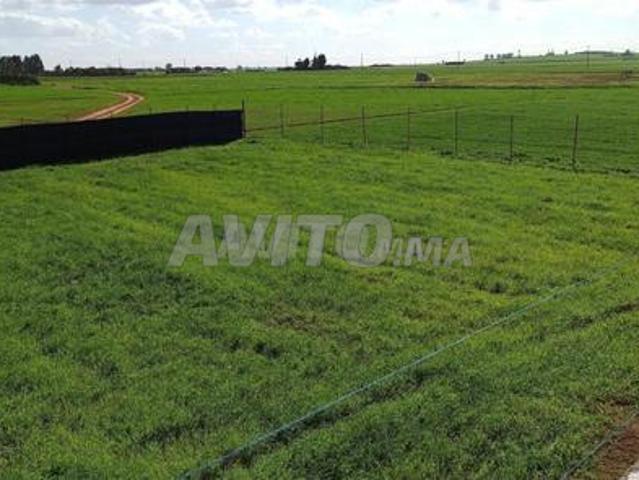 Terrains conservés à vendre – Sidi Rahal Près de la mer
