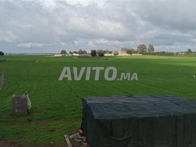 Terrains enregistrés à Ittihadia Chottia. Opportunité d'investissement