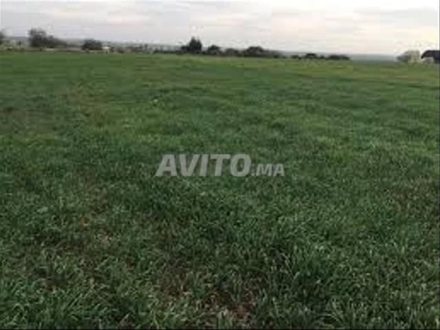 Terrains enregistrés Bir Jdid à vendre pour l'agriculture et l'investissement