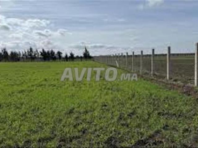 Terrains enregistrés pour habitation et investissement à Sidi Rahal