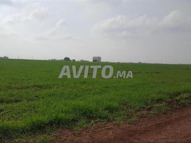 Terrains et fermes agricoles enregistrés El Berr Jdid
