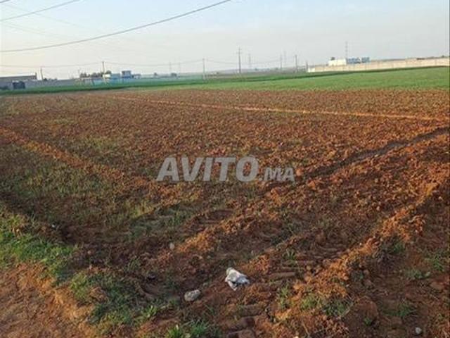 Terrains et fermes titrés à Bir Jdid