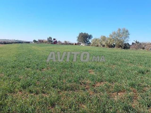 Terrains & Fermes titrés – Région de Tnine Chtouka