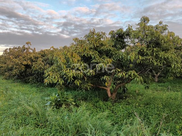 Terras agrícolas irrigadas em Silves