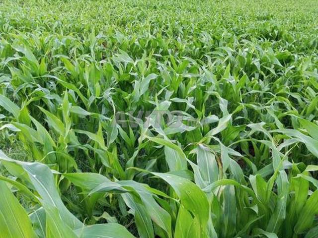 Terre agricole