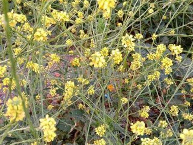Terre agricole