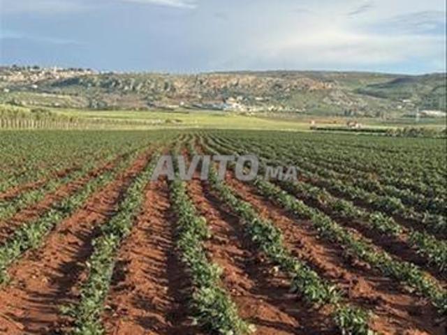 Terre agricole à Ait Bourzouine