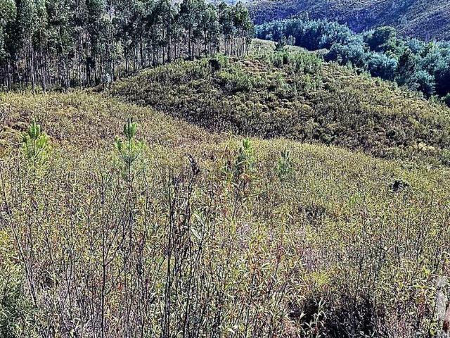 Terreno, Mação