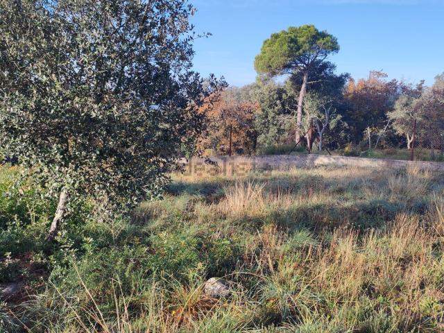 Terreno, Maçanet de la Selva