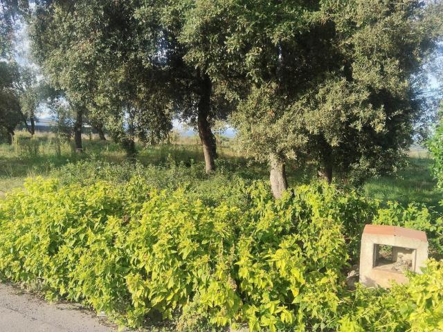 Terreno, Maçanet de la Selva