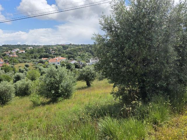 Terreno, Madalena e Beselga