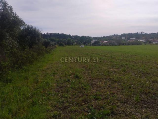 Terreno, Madalena e Beselga