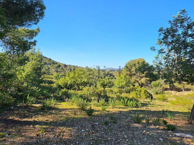 Terreno, Manacor