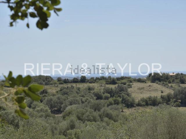 Terreno, Manacor