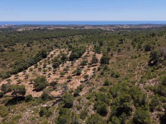 Terreno, Manacor