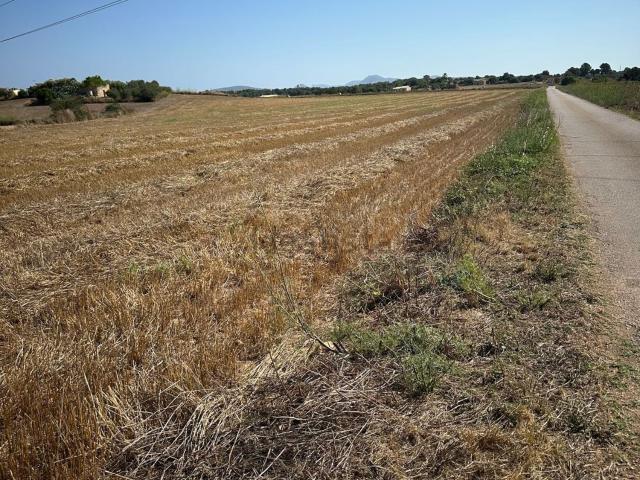 Terreno, Manacor