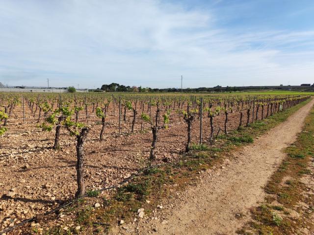 Terreno, Manzanares