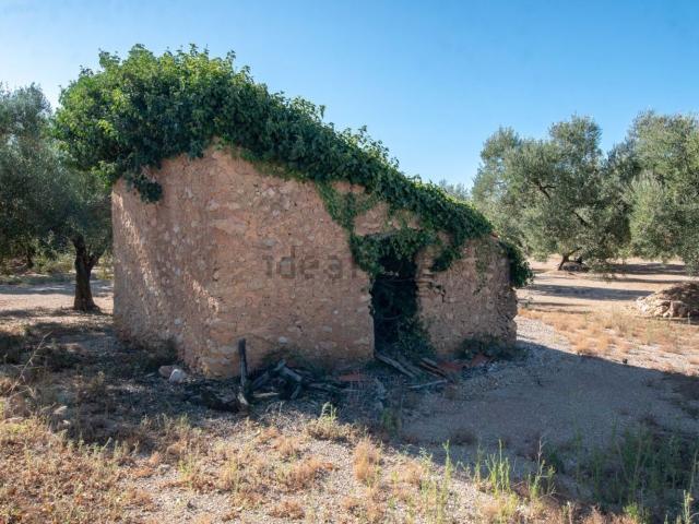 Terreno, Mas de Barberans