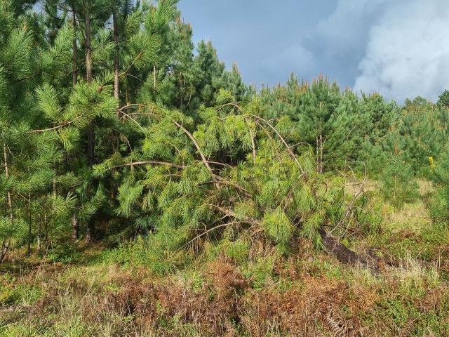 Terreno, Marinha Grande