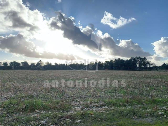 Terreno, Marinhais