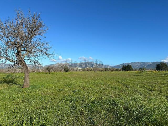 Terreno, Marratxi