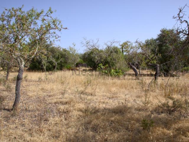Terreno, Marratxi