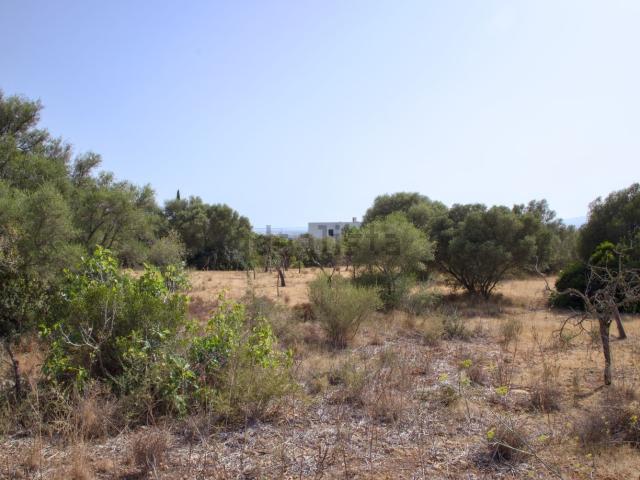 Terreno, Marratxi