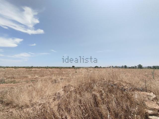 Terreno, Membrilla