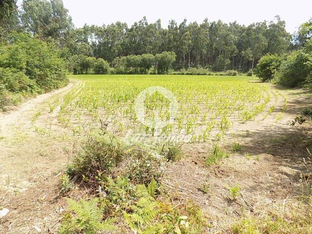 Terreno Misto c/ 92.000 m2 Argivai