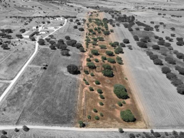 Terreno Misto com 4 Hectares e Armazém Licenciado a 5 Minutos de Monsaraz Alentejo