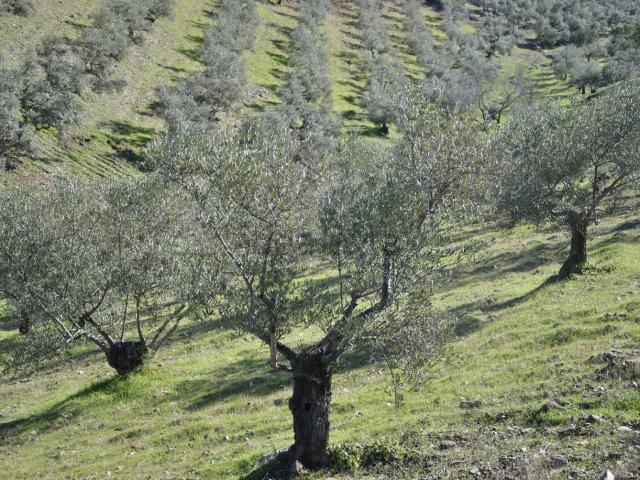 Terreno, Mohedas de Granadilla