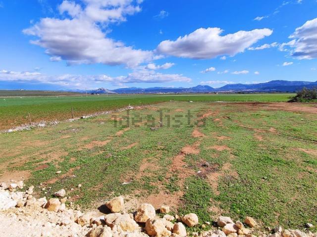 Terreno, Mollina