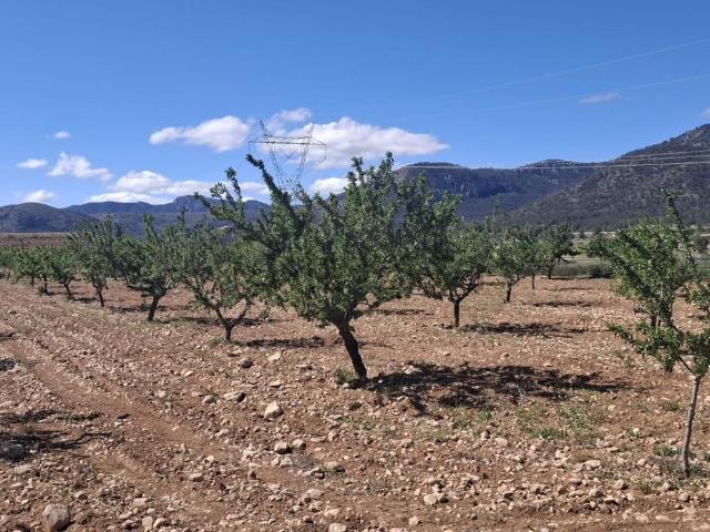 Terreno, Monovar