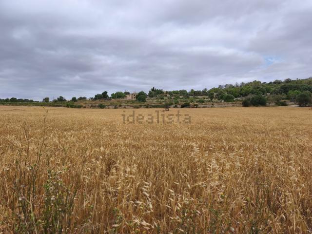 Terreno, Montuiri