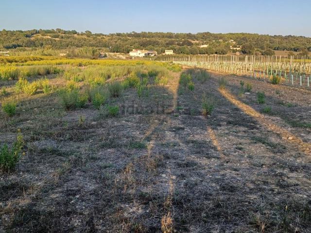 Terreno, Montuiri