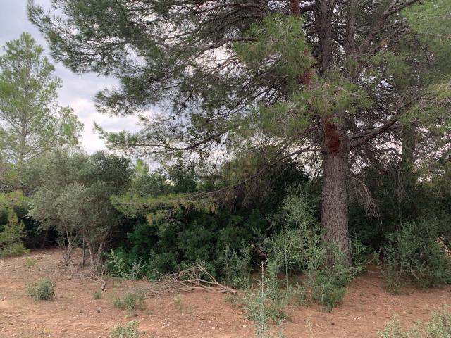 Terreno, Mont Roig del Camp