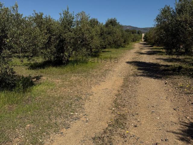 Terreno, Montbrio del Camp